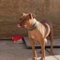 ماده سگ پیتبول