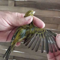 قناری سبز چمنی علیخانی سهره  دورگ   سهره رسمی