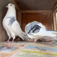 کفتر ابلغ تیکه پاره دولابی