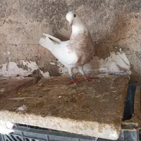 طوقی وتهرانی|پرنده|چرداول, |دیوار