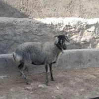 شیشک.شاخی.برهمیش.قوچگلهگوسفند