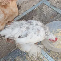 جوجه کوشین و سلطان
