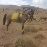 اسب|اسب و تجهیزات اسب‌سواری|کرمان, |دیوار