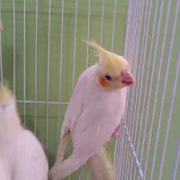 عروس هلندی
