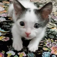 واگذاری گربه خانگی