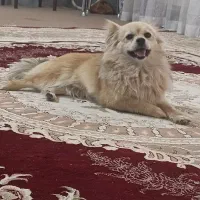 سگ پامرین اشپیز