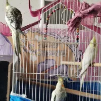 سه عدد عروس هلندی مطابق عکس.|پرنده|فولادشهر, فولادشهر|دیوار