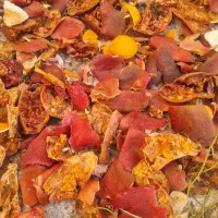 خشکاله ،پوست میوه