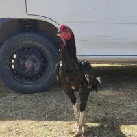 خروس لاری|حیوانات مزرعه|اندیمشک, |دیوار