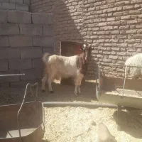 بز چاق