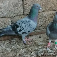 کبوتر  مسافتی|پرنده|شیراز, شاهچراغ|دیوار