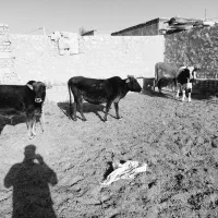 گاو گوساله نر|حیوانات مزرعه|کوهدشت, |دیوار