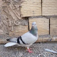 کبوتر دم سفید