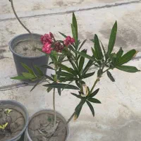 خرزهره