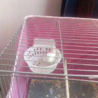 قناری نر ماده|پرنده|قصرشیرین, |دیوار