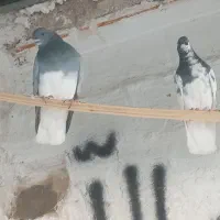 کفتر شهری سبز|پرنده|خشت, |دیوار