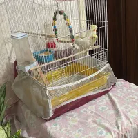 عروس هلندی|پرنده|مراغه, |دیوار