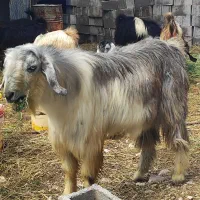 کهره بز