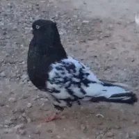 جفت کله سیاه درجه یک