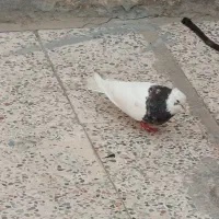 طوقی|پرنده|دهدشت, |دیوار