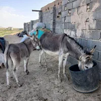 شیرالاغ شیرخر درحضورمشتری تازه