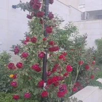 فروش باغشهری دو هزار متری