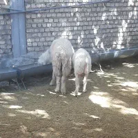 قوچ ترکی جوان دوساله