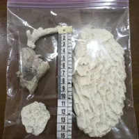 حراج صدف طبیعی|حراج|رشت, کوی جام جم|دیوار