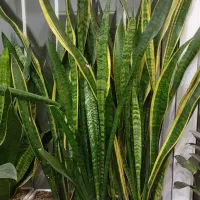 گل اپارتمانی سانسوریا و پتوس