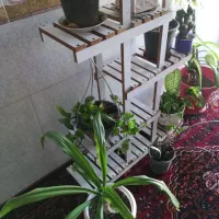 گل طبیعی|گل و گیاه طبیعی|برازجان, |دیوار