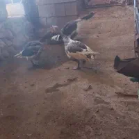 سه عدد قاز تخم گذار