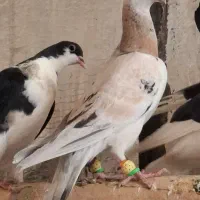 زرد هفترنگ خطی ماده