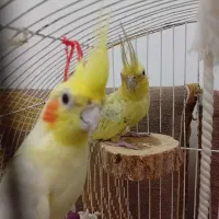 عروس هلندی|پرنده|نکا, |دیوار