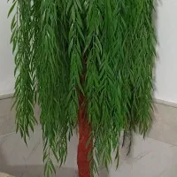 گل بید مجنون 170سانتی متر