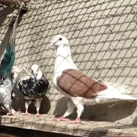 کفتر پشتدار آلمانی