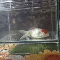 فقط 120هزار تومان|ماهی|قم, تولید دارو و یخچال|دیوار