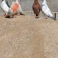 کفتر سرخ پاپر