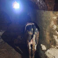 گوساله، گاو، بزغاله|حیوانات مزرعه|اردل, |دیوار