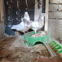 طوقی آجری خال سرکه،عنابی،لیمویی، جفت جوجه،