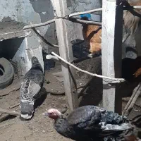 مرغ تخم گذار  خروس محلی  بوقلمون .نیمچه اسراییلی|حیوانات مزرعه|اسالم, |دیوار