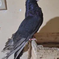 صرب|پرنده|هندیجان, |دیوار