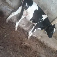 گوساله