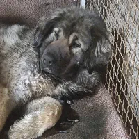 سه تا سگ خارجی از نژاد قفقازی