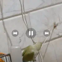 گمشد طوطی کوتوله برزیلی.|پرنده|قم, انصار‌الحسین|دیوار