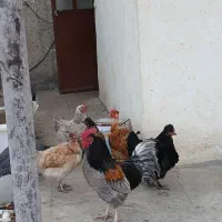 تخم مرغ ایسبار|حیوانات مزرعه|مشکین‌دشت, |دیوار