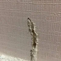 سمپاشی وموریانه زدایی