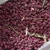 لوبیا بوجاری نشوده