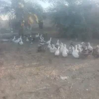 اردک بزرگ تخم گذار|حیوانات مزرعه|اهواز, کوی مندلی(سه راه خرمشهر)|دیوار