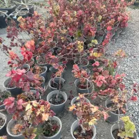 کاشت و عرضه انگور شانی (شرابی)|خدمات باغبانی و درختکاری|تهران, شهرک استقلال|دیوار