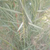 فروش دمیت|گل و گیاه طبیعی|اسیر, |دیوار